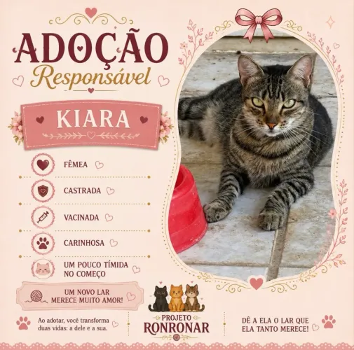 Gato fêmea para adoção 