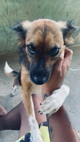 Cachorra a venda pra sair logo!