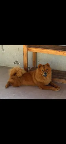 Chowchow disponível