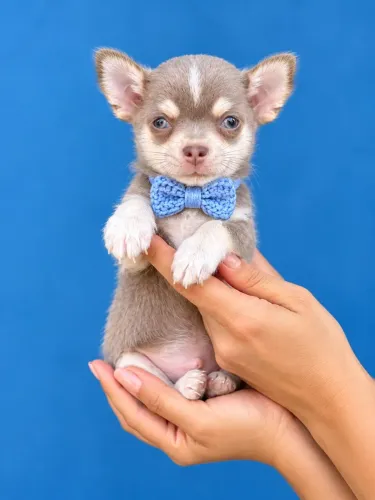 Chihuahua pelo curto husky lilás raridade pedigree