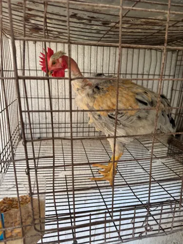 Frango polaco 