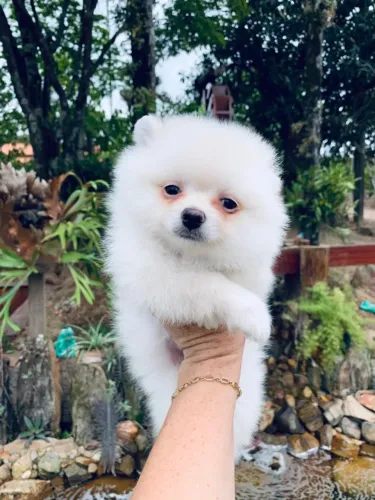Spitz Alemão Filhote Para Quem Busca Um Pequeno Grande Amor