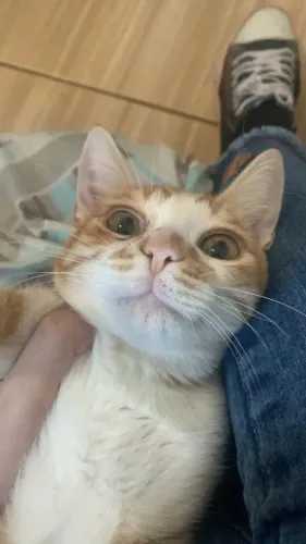 Gato laranja