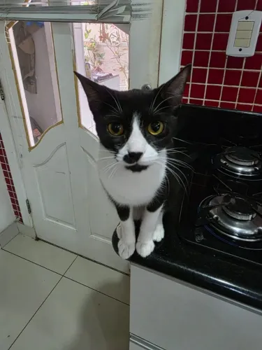 Doação de gata