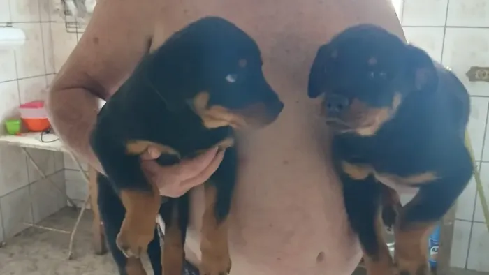 FILHOTES DE ROTTWEILE