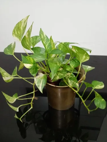 Troco em bicicleta aro 26.jarros com plantas Aparti de 50$.