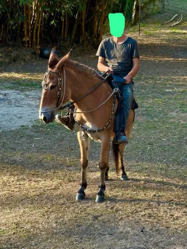 Mula mansa