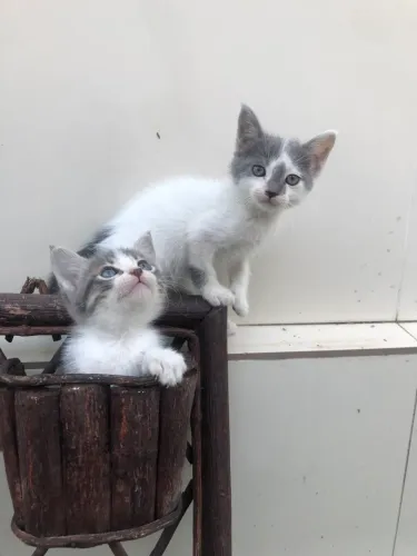 Um casal de irmãos fofinhos para adoção responsável!