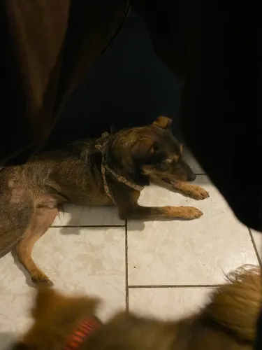 Pet