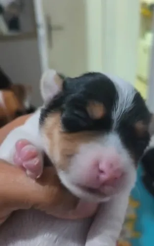 Filhote Jack Russel
