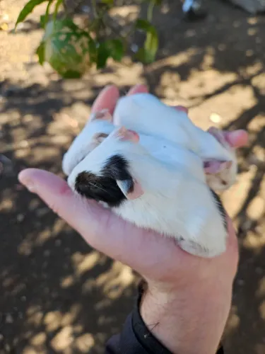 Porquinho da índia