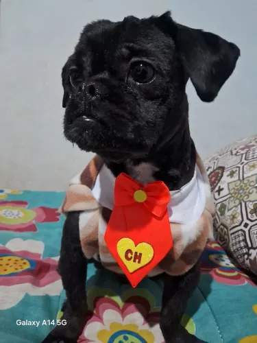 Adoção