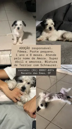 ADOÇÃO RESPONSAVEL