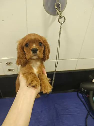 Belíssimo filhote de Cavalier King Charles Spaniel macho cor Rubi