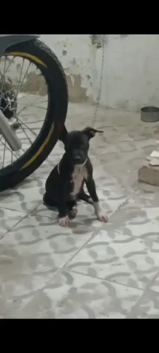 Pitbull original, de porte grande!