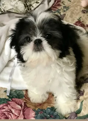 Shih tzu Um cachorrinho que merece um lar especial
