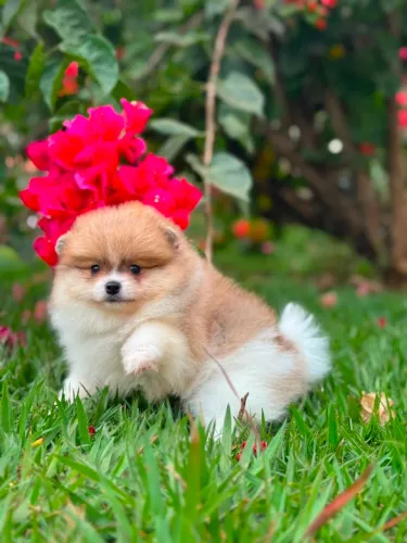 Lulu da Pomerânia 