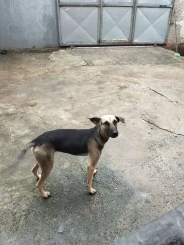 Doação de cadela