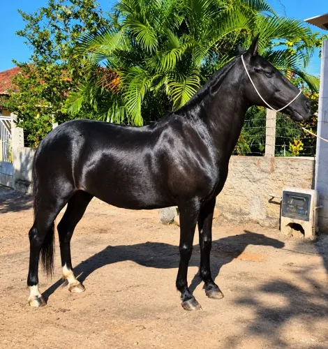Égua Mangalarga disponível!