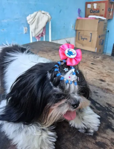 Shih Tzu femea