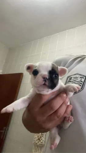 Buldogue francês 
