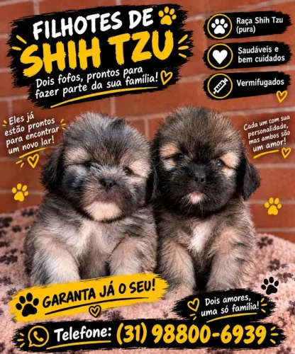 350,00 cada .Vendo 2 filhotes de shitzu. Estão com e meses, estão vermifugados.