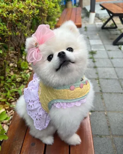 Filhotes De Spitz Alemão - O Amigo Mais Fiel Que Você Ter Está Aqui