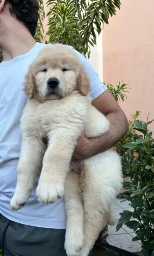 Golden Retriever 
