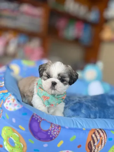 Shihtzu Macho & Fêmea! Entrego / Parcelo / leia a descrição.