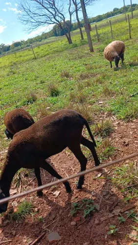 Carneiros a venda