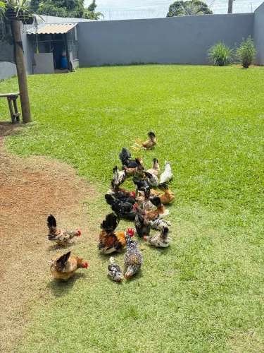 Vendo Garnisé Nagazaki 