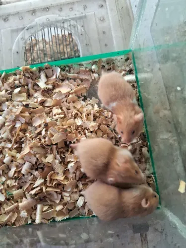 A3M- Hamister Sírio ( leia a descrição do anúncio)