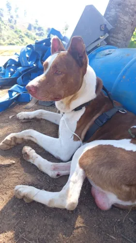 ADOÇÃO Cachorro Guardião de Quintal 