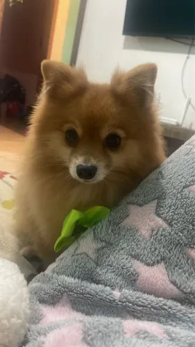 Lulu macho procurando namorada!