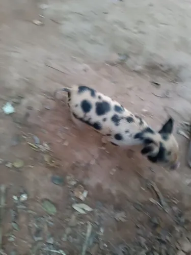 Mini pig porcus