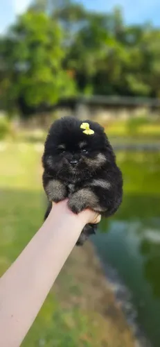 Spitz alemão anão femea 