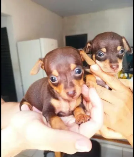 Filhotes de Pinscher miniatura 00 chocolates