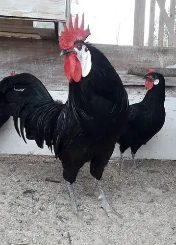 Galinha cara de palhaço