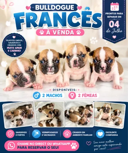 ? BULLDOGUE FRANCÊS DISPONÍVEL PARA RESERVA ?