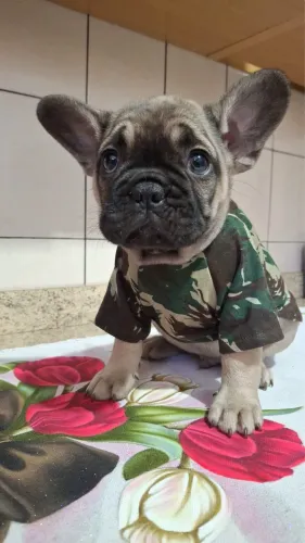 Bulldog francês com 60 dias vermifugado 
