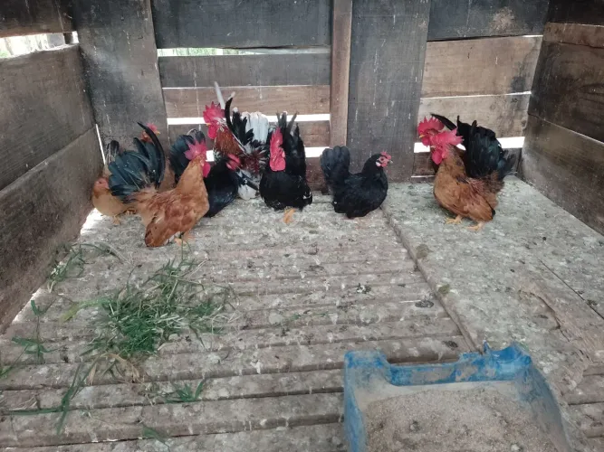 Vendo lote de nagasak 10 casais