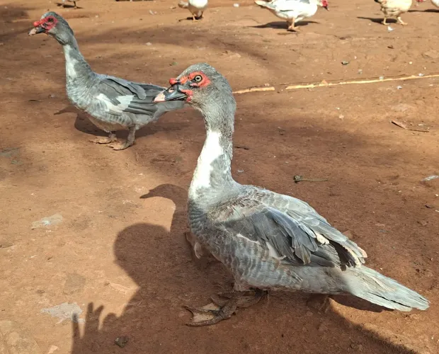 Patos machos
