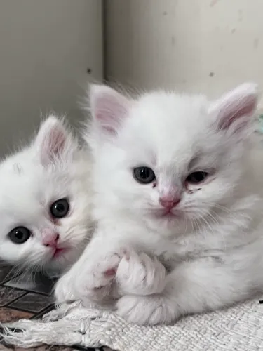 Gato persa