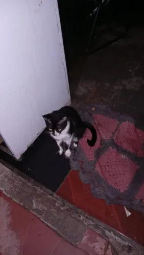 Doas-se gata 