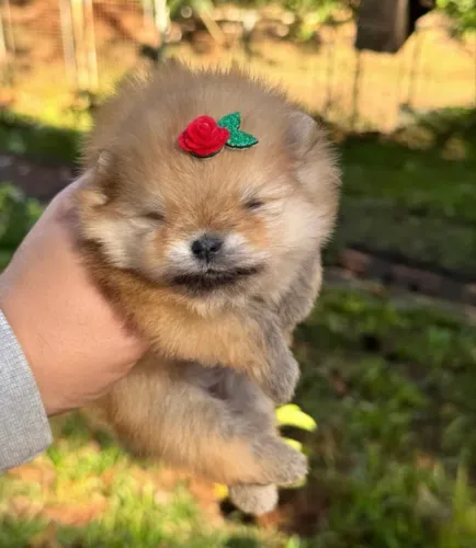 Faça o coração do seu amor derreter com um Lulu da Pomerânia ?
