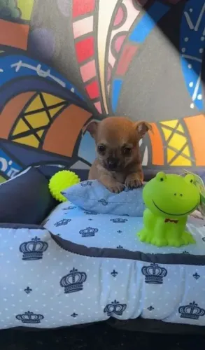 Chihuahua fêmea linda