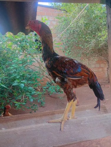 Frangos Índio Gigante
