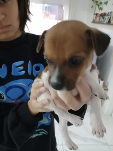 Cachorrinho Filhote para a doação