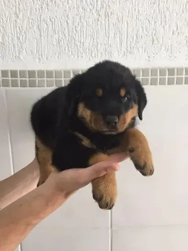 Rottweiler Premium - V10 em Dia e Saúde Comprovada