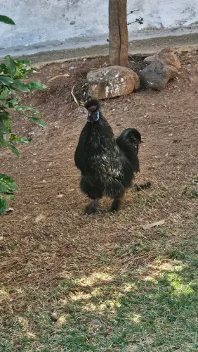 Venda de galo da Raça Sedosa Japonesa 